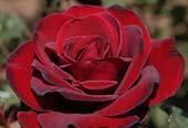 unknow artist Realistic Red Rose oil painting image